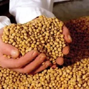 soybean for sale