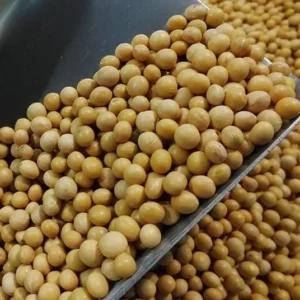 Soybean Non GMO